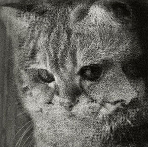 Meet your Posher, Eddy